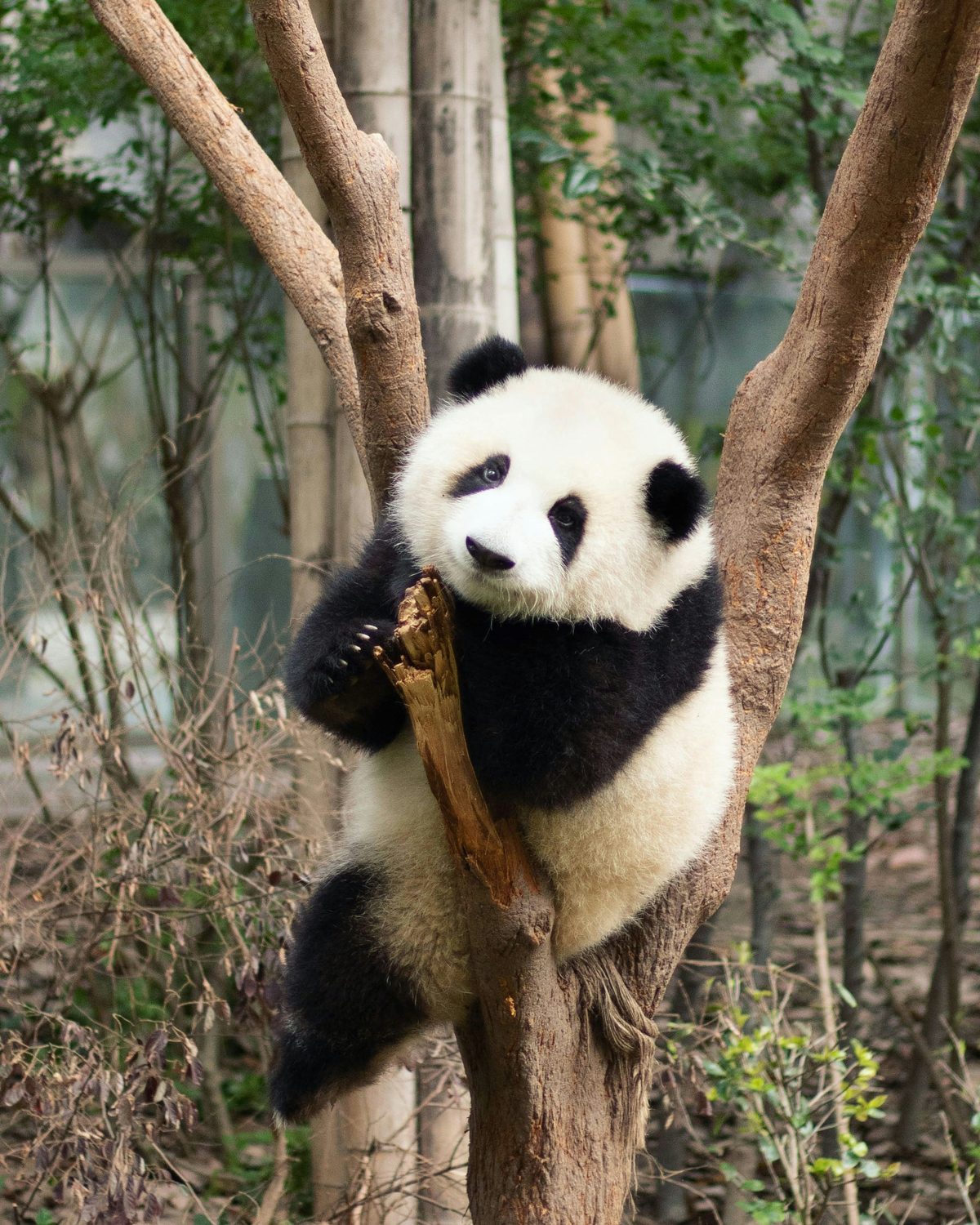 Giant panda cub in a tree at the Chengdu panda base